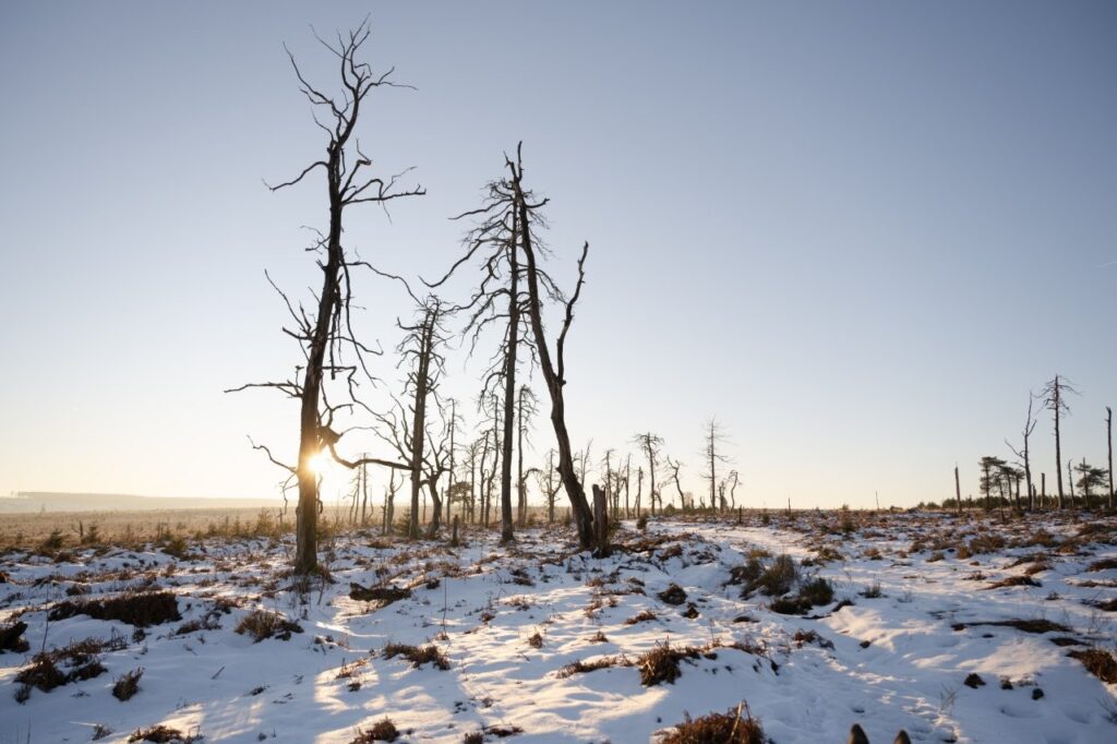 Sentiers du Phoenix-Noir Flohay dans les Hautes Fagnes © WBT, Julien Libert